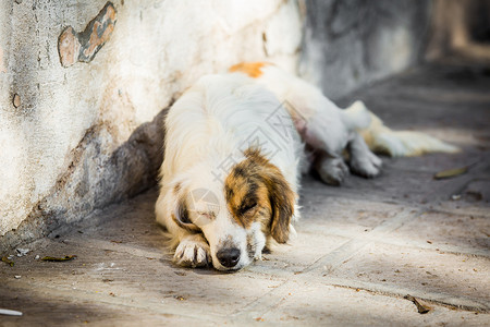 比格犬肖像街上的流浪狗昏欲睡的流浪狗肮脏背景图片