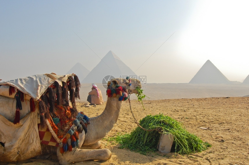 法老伟大的著名吉萨金字塔骆驼图片