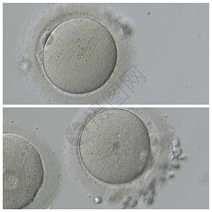 兔年宝宝男男人类体外受精细胞实验室设计图片