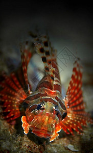 丰富多彩的珊瑚英里泰国PhiPhiPhiPalong潜水场普通狮子鱼图片