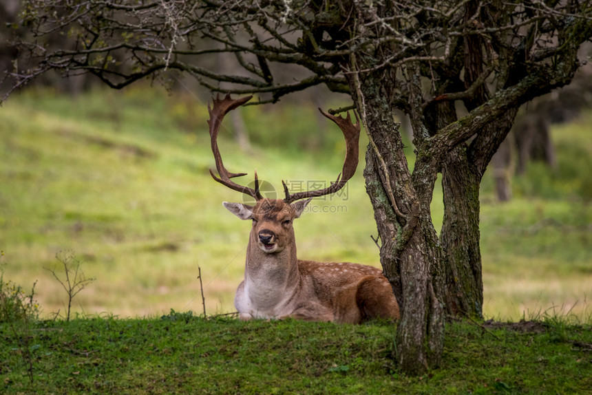 森林草地上休息的鹿图片