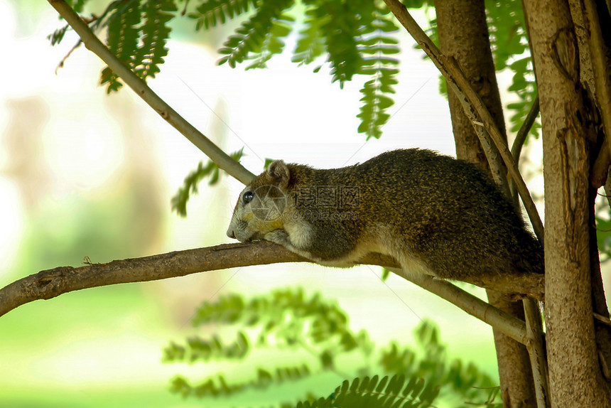 灰色的尾巴自然树上松鼠分支图片