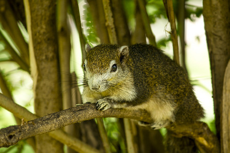 考拉棕色的森林自然树上松鼠图片