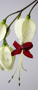 芹菜出血的心脏藤花Clerodendendrumthomsoniane是从喀麦隆到塞内加尔的西热带非洲原生长青莲五叶红色的图片