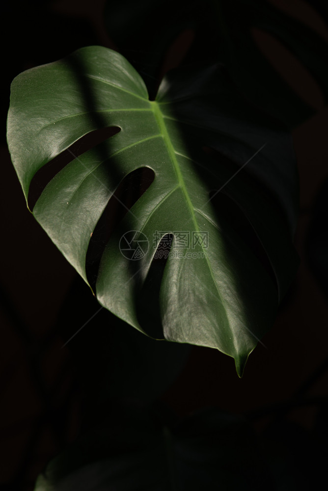 有机的植物热带绿叶靠近黑色背景绿叶靠近黑色背景暗的图片