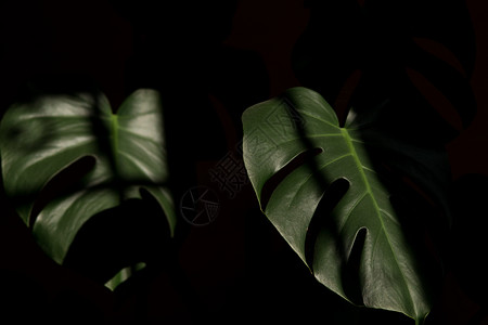 绿色颜热带叶靠近黑色背景绿叶靠近黑色背景复制图片