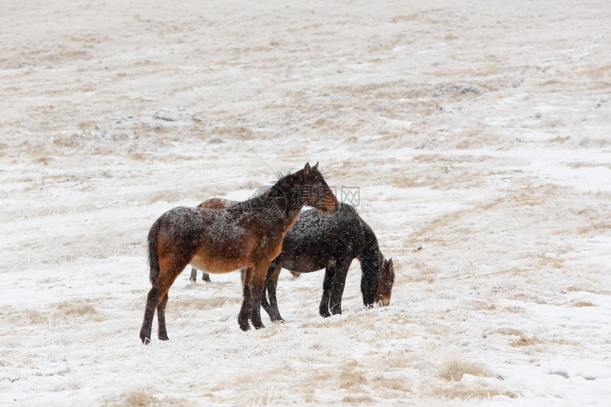 自然寒冷的在北高加索俄罗斯克萨山坡上放牧的冬季马匹连续下坡图片