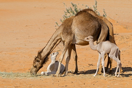 异国情调乡村的阿拉伯半岛沙漠丘上的幼小牛骆驼家畜图片
