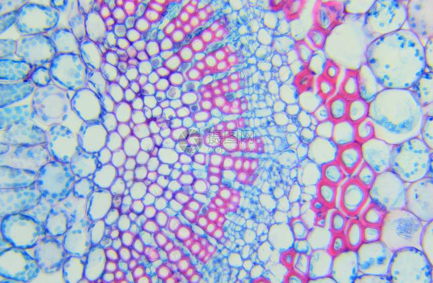 冬季茉莉叶在的显微镜下CSJasminumnudiflorum一种气孔裸花图片