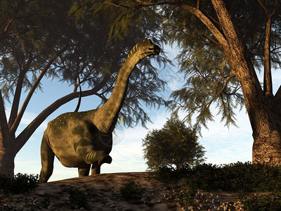 沙漠野生动物自然恐龙在罗马里斯树中行走3D变成亚马鲁斯恐龙3D图片