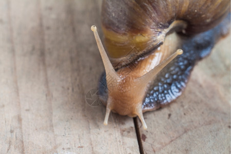 陆地蜗牛爬在木板上有选择地以左眼为焦点爬行木制的软体动物图片