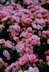 绿色农业海棠科美丽的花园中粉红土豆图片