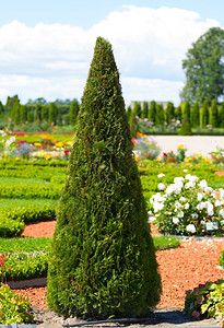 皮尔斯伦代尔拉脱维亚Rundale公园美丽的锥形树体法国绿色背景