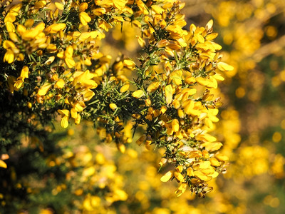 斯科帕里乌斯盛开花的丰富多彩朵中黄高地在英属罕得兰背景