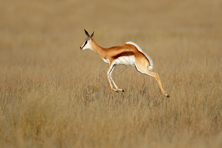 南非自然栖息地的安蒂多尔卡斯马苏皮亚里保护弹簧巴克安提多卡斯图片