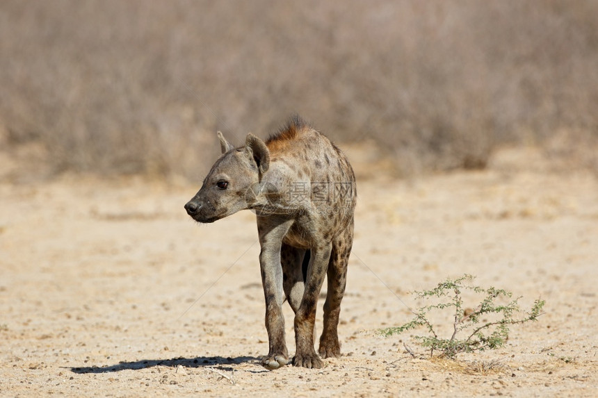 非洲南卡拉哈里沙漠自然栖息地上发现的土狼Crocutacrocuta番红花斑图片