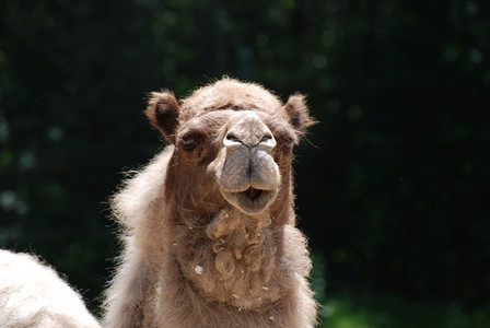 长脸可爱的毛骆驼有蹄类荒野沙漠高清图片