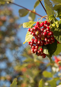 生长天空垂直波兰秋天的普通波浪草莓与天空风景对比自然图片