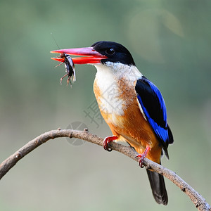 蓝色的动物美丽捕王鸟黑头Halcyon堆积塔站在树枝上乳房剖面红色的图片