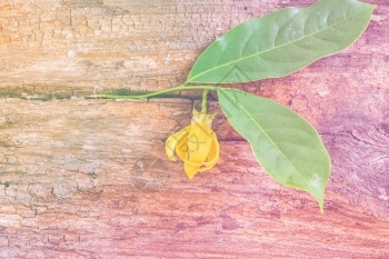 植物基本的质地棕褐木板上叶子的Ylanngylanng花朵图片