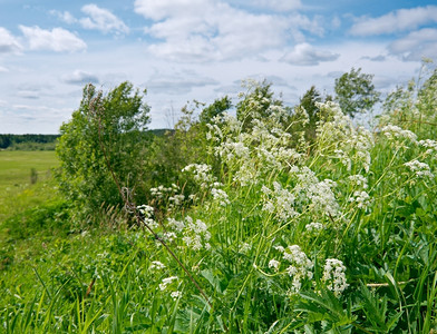 俄罗斯春季草地与花朵阿卡安格尔斯克地区俄罗北部太阳植物蒲公英图片