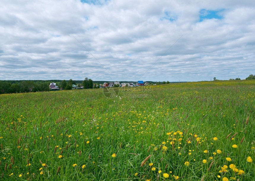 俄罗斯春季草地与花朵阿卡安格尔斯克地区俄罗北部太阳乡村的自然图片