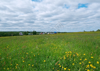 俄罗斯春季草地与花朵阿卡安格尔斯克地区俄罗北部太阳乡村的自然图片