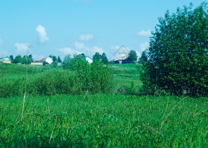 夏天阿尔汉格斯克俄文州北罗斯村庄Arkhahangelsk州图片