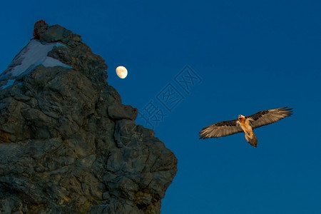 禽类阿尔卑斯山比利牛Gypaetus飞在黄昏的岩石附近与月亮相伴图片