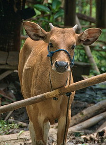印度尼西亚年轻的动物在巴厘水稻田工作的年轻奶牛图片