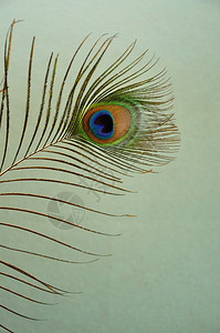 装饰风格目的一只孔雀羽毛在浅蓝色背景下被孤立鸟背景图片