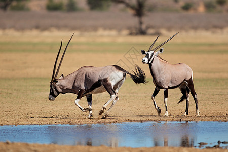 野生动物栖息地加拉迪南非卡哈里沙漠水坑中的大羚羊图片