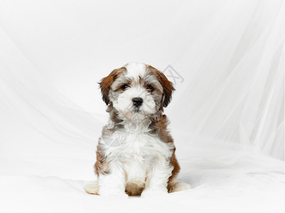 肖像工作室Bichonhavanese小狗和白帆布背景7周美丽的图片