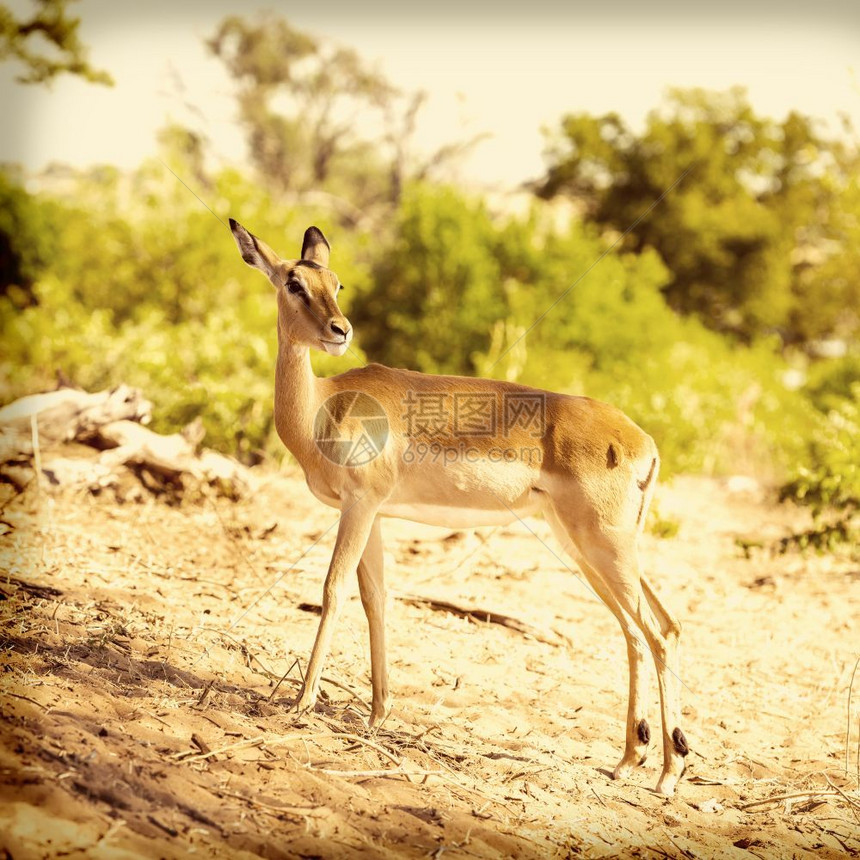 野生动物非洲博茨瓦纳野外的LoneImpala带有回溯Instagram风格过滤效果的非洲哺乳动物图片
