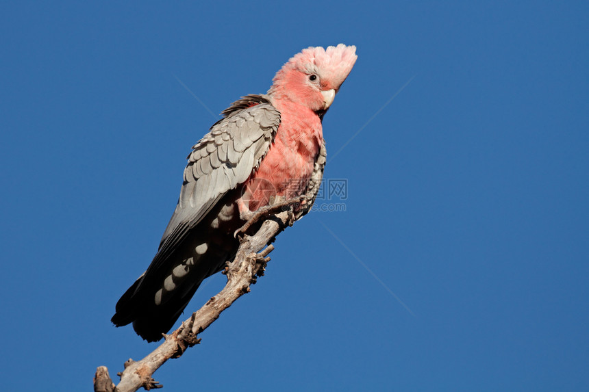 国民澳大利亚北部领土Kakadu公园澳大利亚北部地区卡杜公园丰富多彩的禽类图片