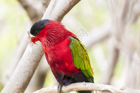 丛林栖息地的鹦鹉被包围苹果浏览器自然颜色图片