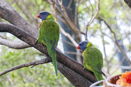丛林栖息地的鹦鹉被包围自然鸟苹果浏览器图片