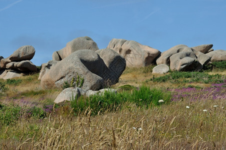 结石布列塔尼粉红花岗岩海岸的石南花金雀图片