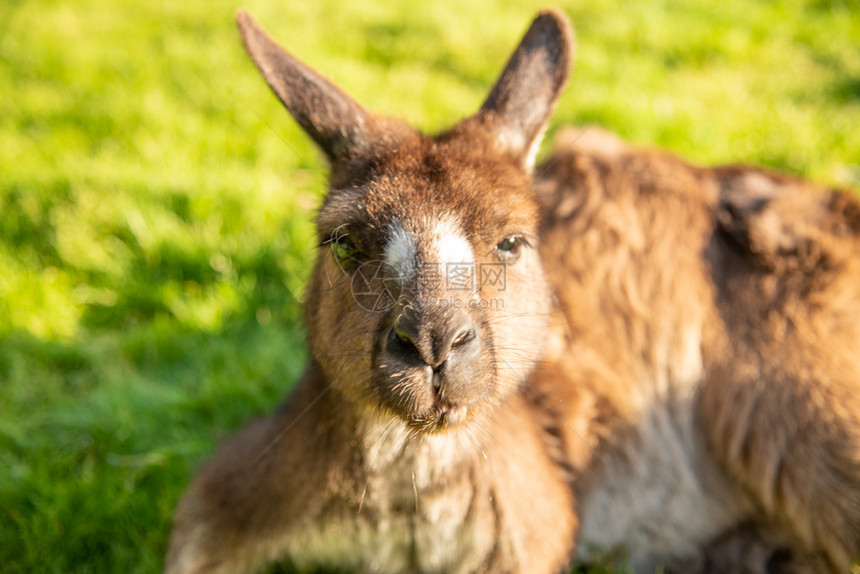 澳大利亚阳光明媚的早晨袋鼠岛免费自由一种野生动物图片