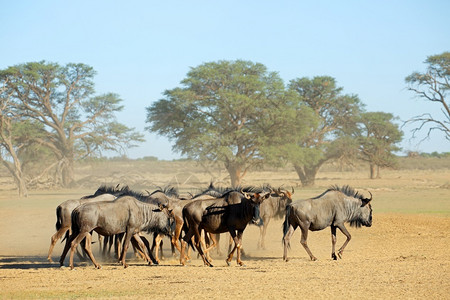 沙漠中的牛荒野非洲人高清图片