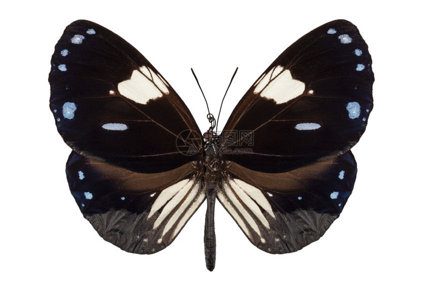 姓名蝴蝶物种Euploearadamanthus共同名称MagpieCrow蝴蝶物种孤立在白色背景上泰国萝卜图片