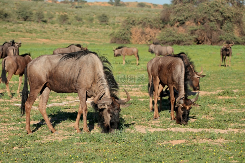 野生动物牛磺酸植被南非卡拉哈里岛自然栖息地放牧的ConnochaetesTaurinus图片