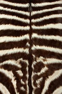 动物近距离观察伯切尔平原ZebraEquus夸格的皮肤抽象斑马图片