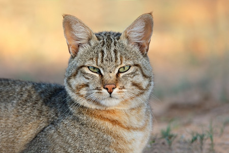 黑色的猫咪西尔托卡拉高清图片