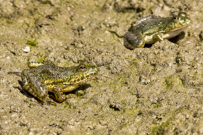 的野生动物青蛙湿地皇家Bardia公园尼泊尔巴迪亚公园洲脊椎动物图片