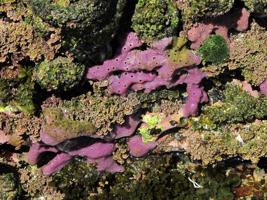 海洋绵东奥斯特利亚岩石间接潮中漂浮的紫色海绵澳大利亚浪潮动物学图片