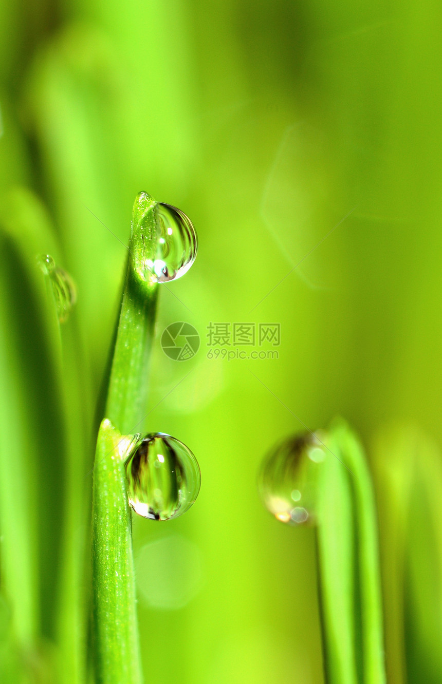 种植潮湿小麦草和Stems上雨滴的极端宏环境茎花园图片