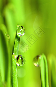 种植潮湿小麦草和Stems上雨滴的极端宏环境茎花园图片