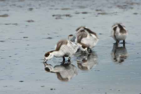 小鸡婴儿鸭在水中喂养自然池塘图片