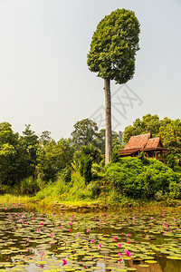 泰风格的式住房国花园中的Teakwood家亚洲木头材背景图片